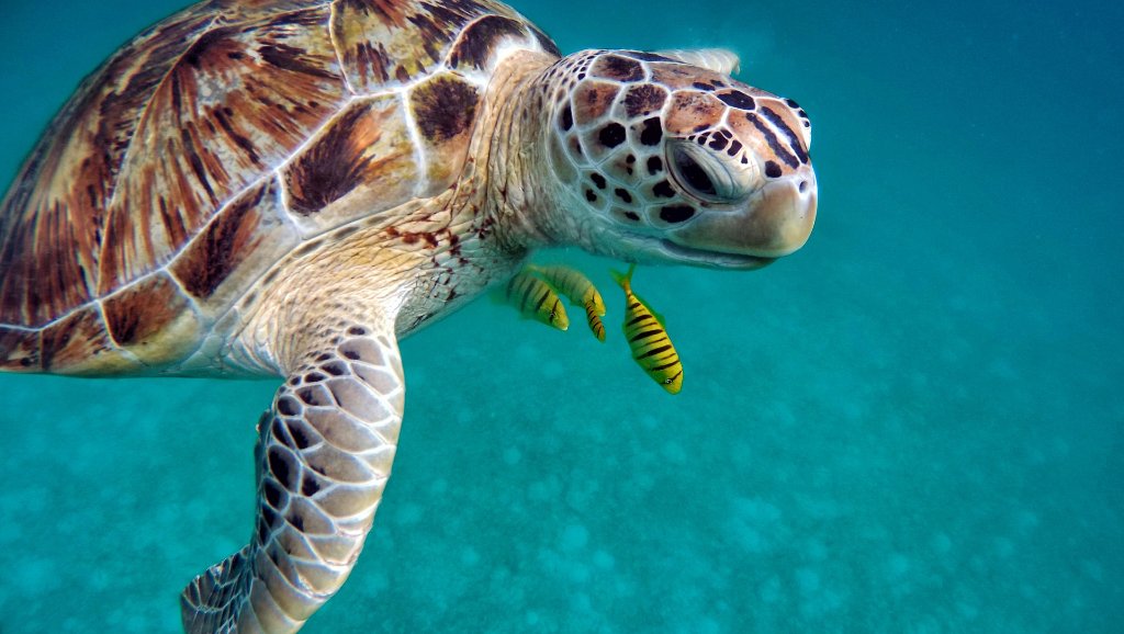 Turtle in Belize