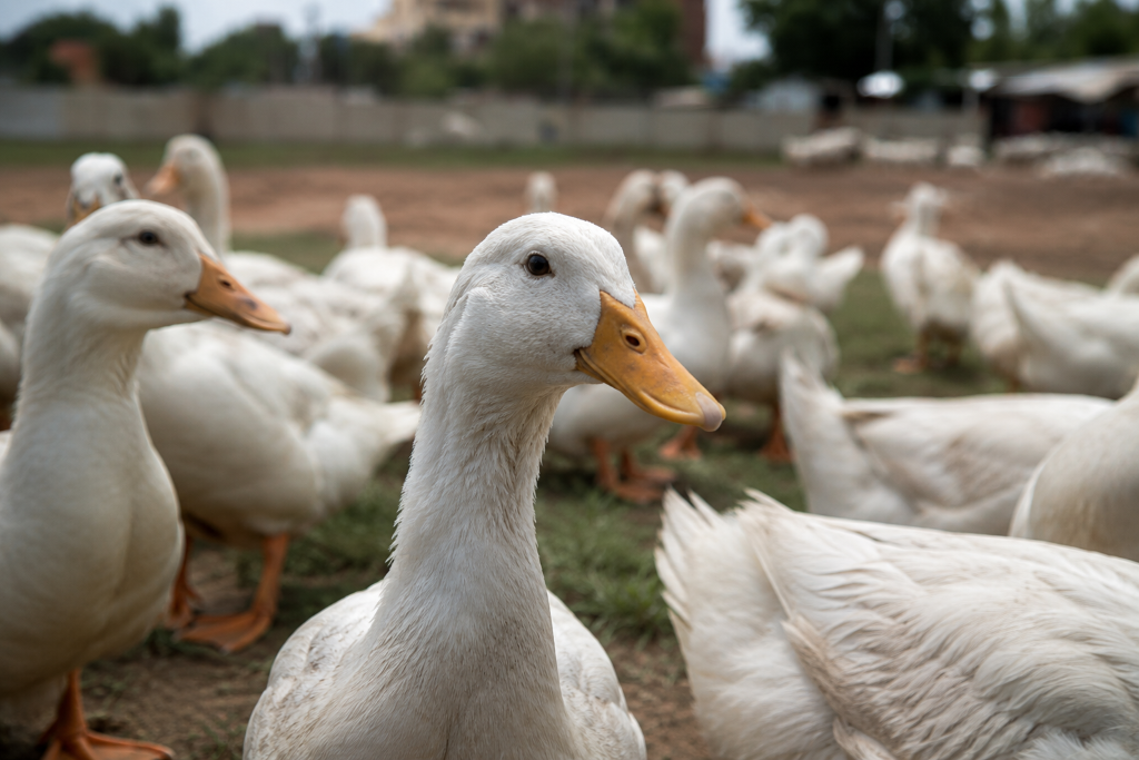 Canard
