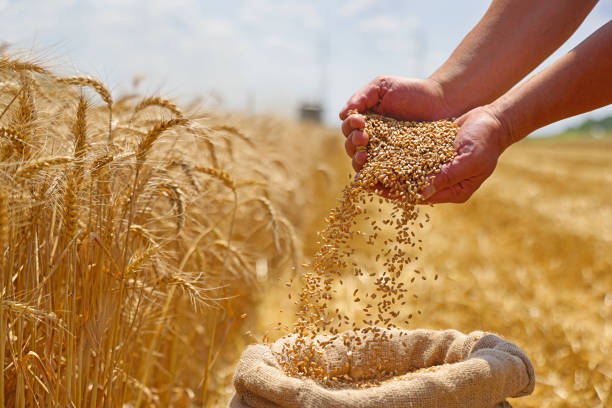 Wheat grains being poured from hands in a golden wheat field