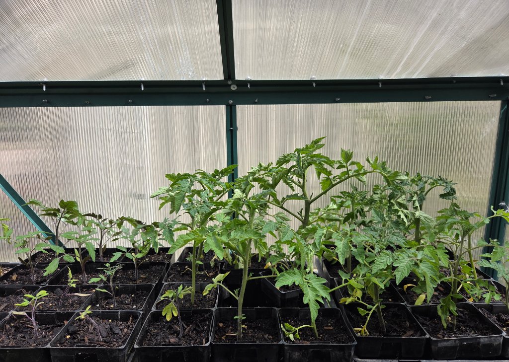 San Marzano seedlings in greenhouse