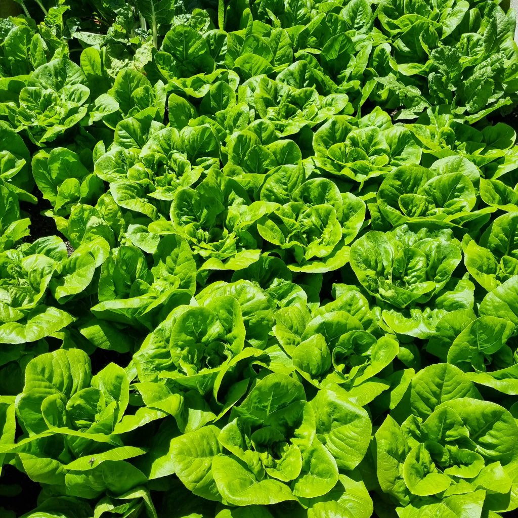 Our Farm