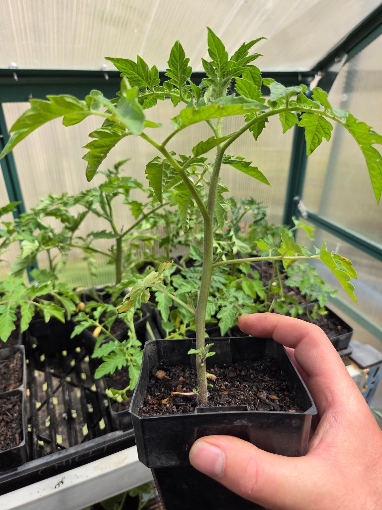 San Marzano seedling close up