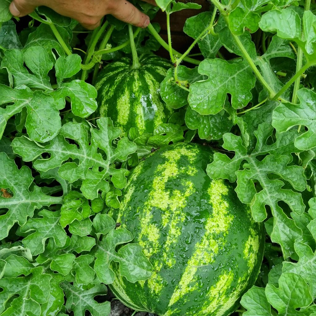 Fresh watermelons on the vine