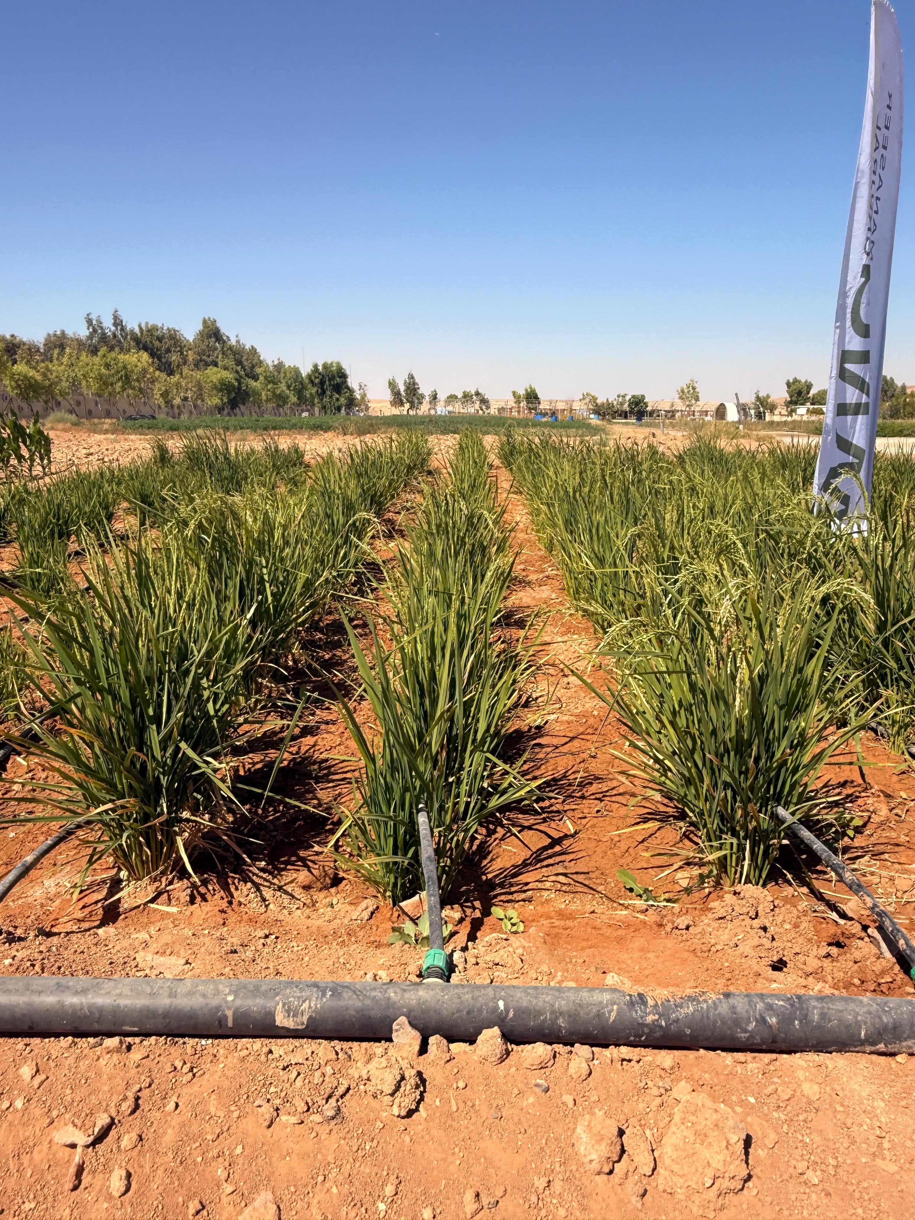 Rice rows with the MNG flag on site
