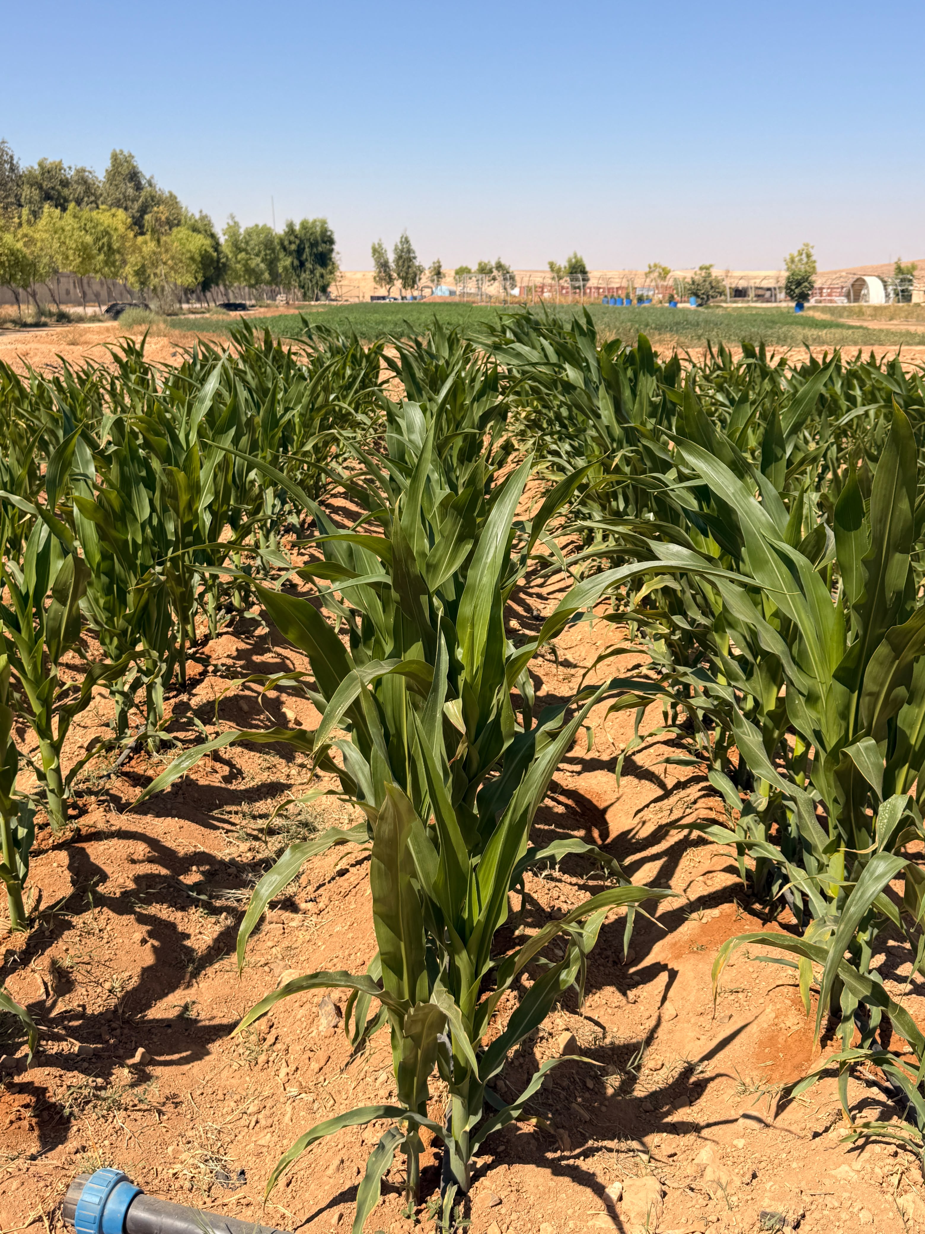 Rows of young corn under the MNG programme, Jordan