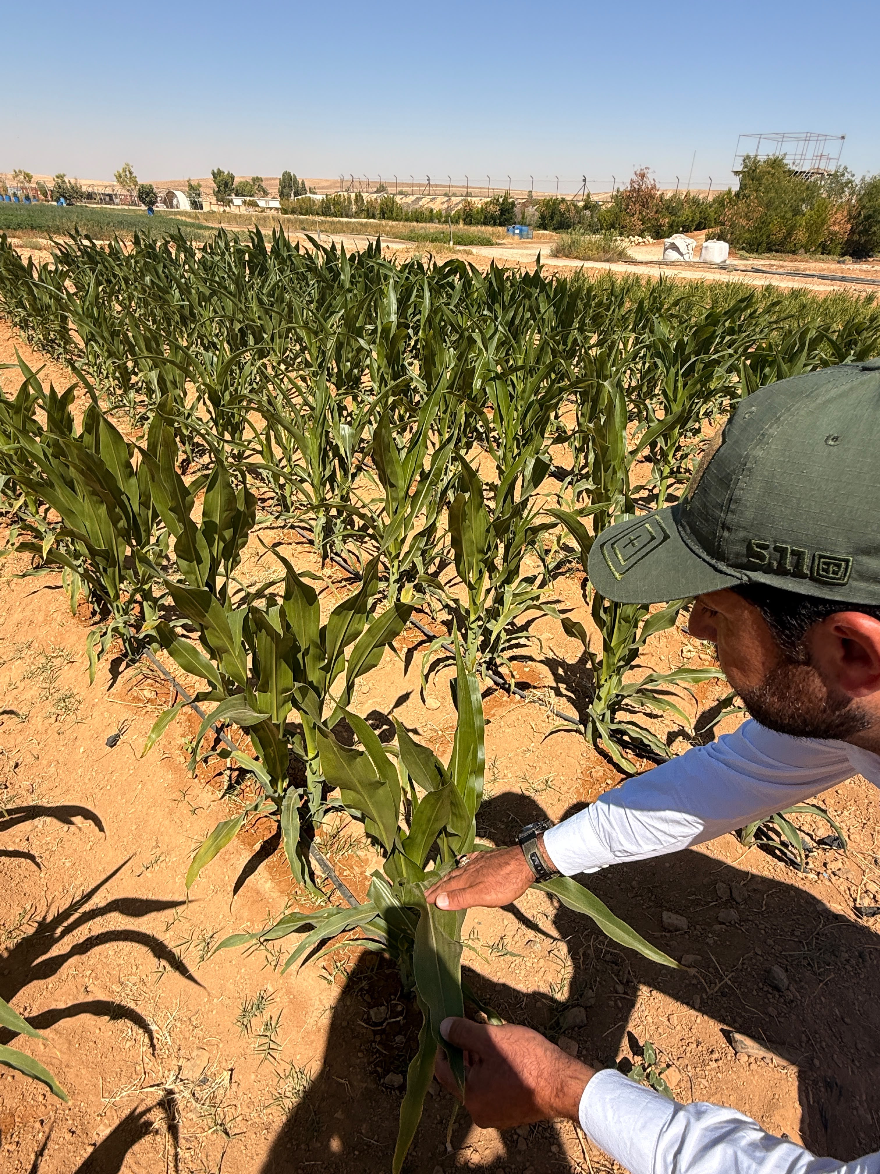 Inspecting the corn stand
