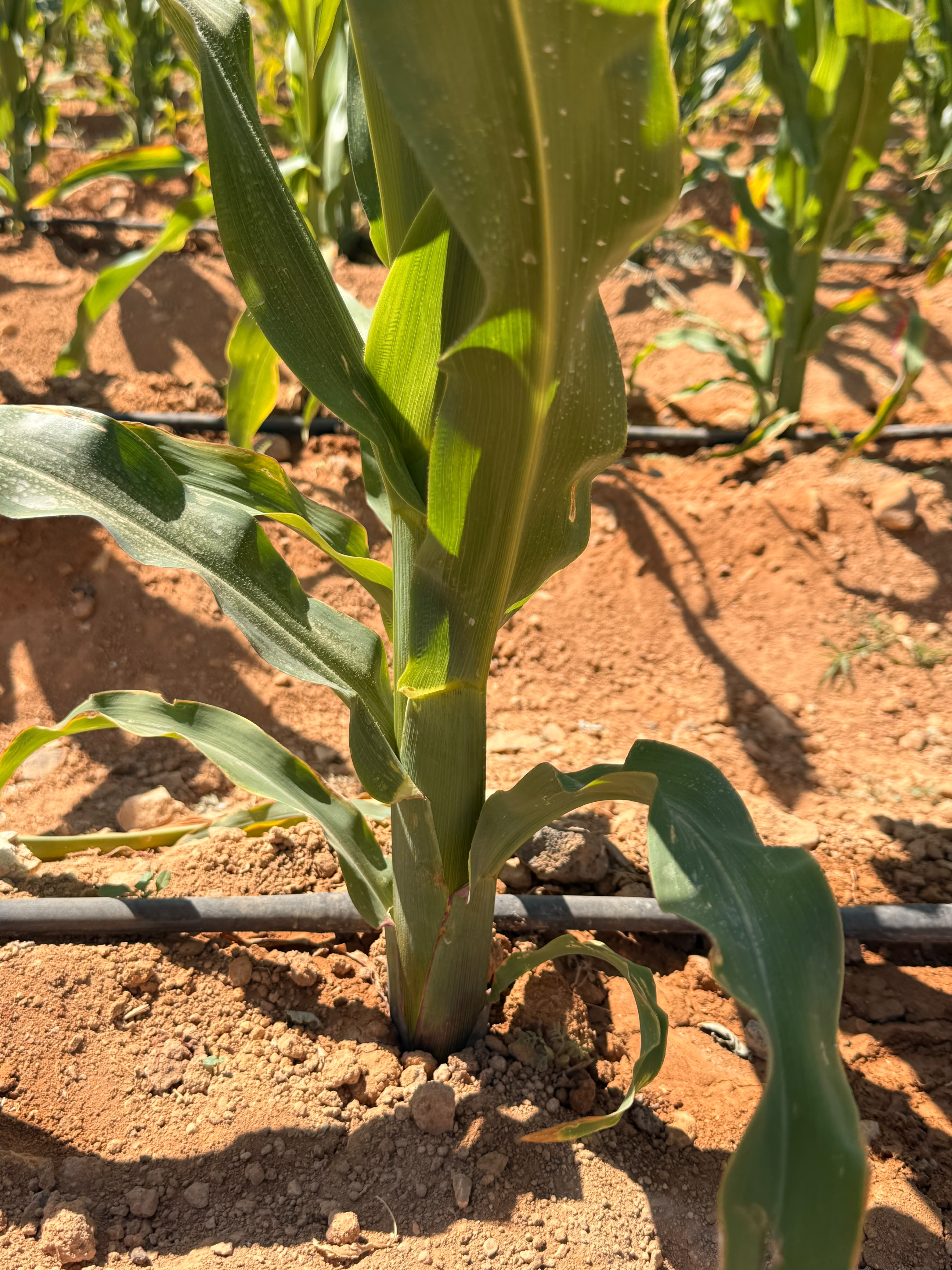 Young corn plant under the MNG programme