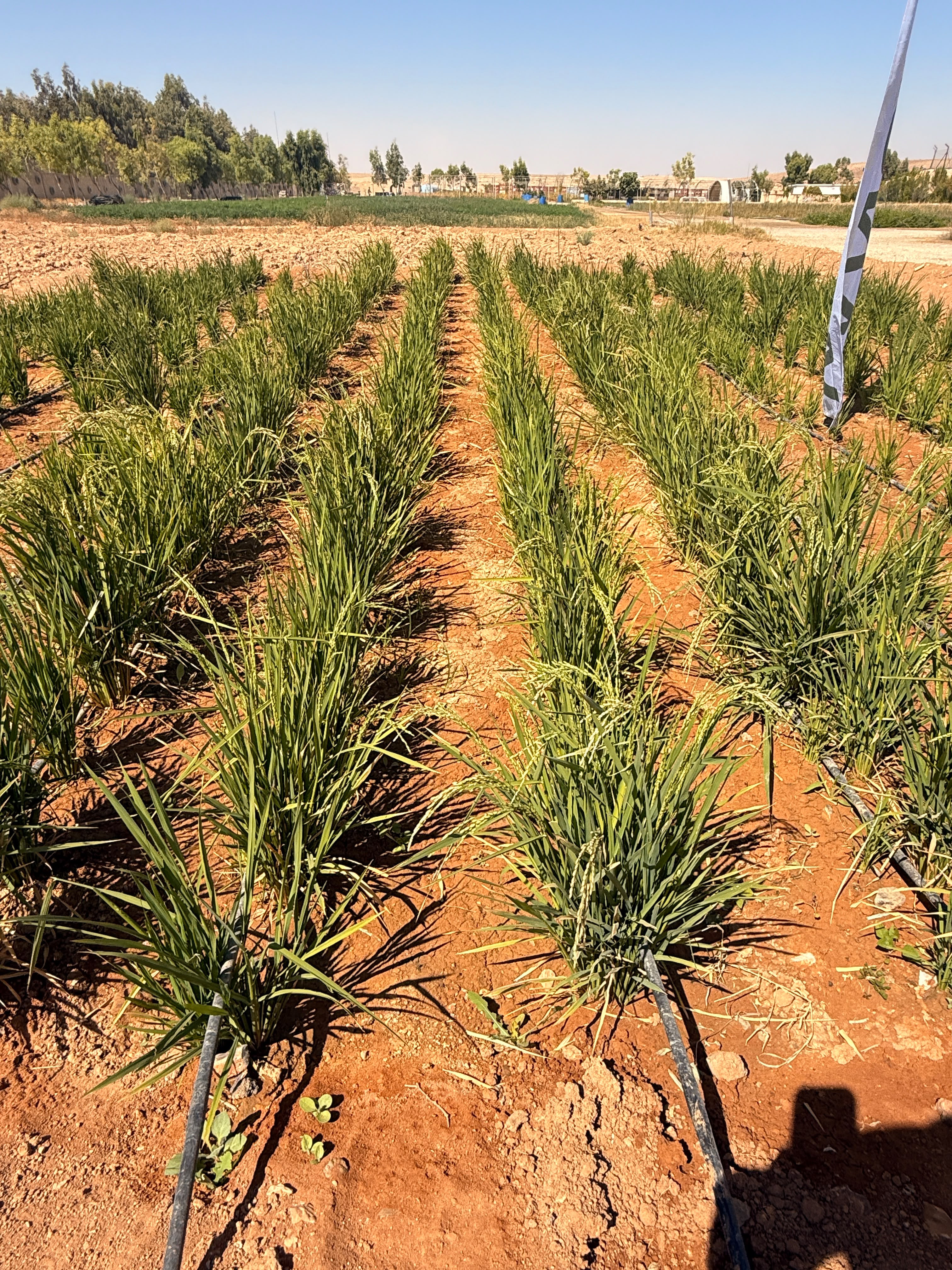 Egyptian Rice in Jordan: No Permanent Flooding — A Different Approach to Water Management