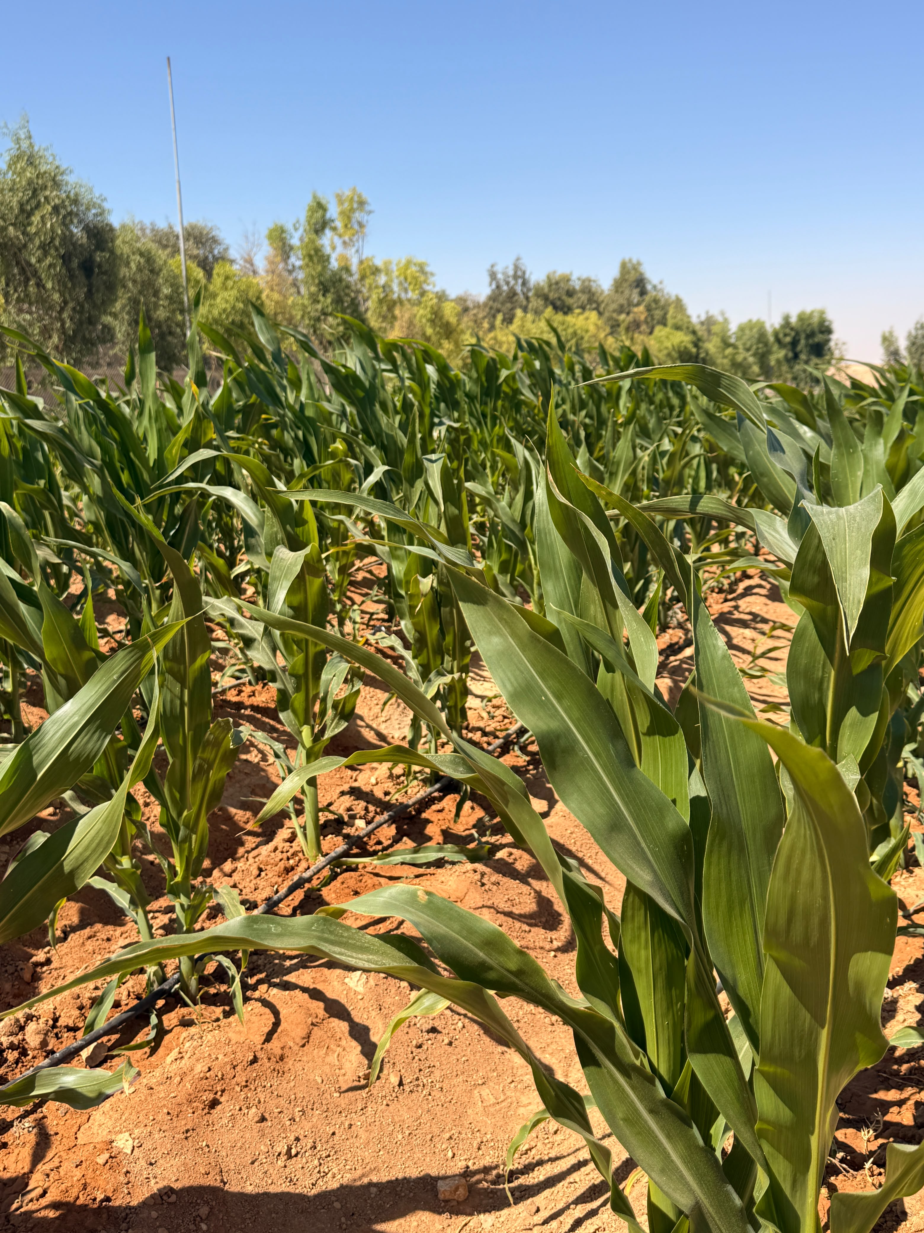 Close-up of the trial plot
