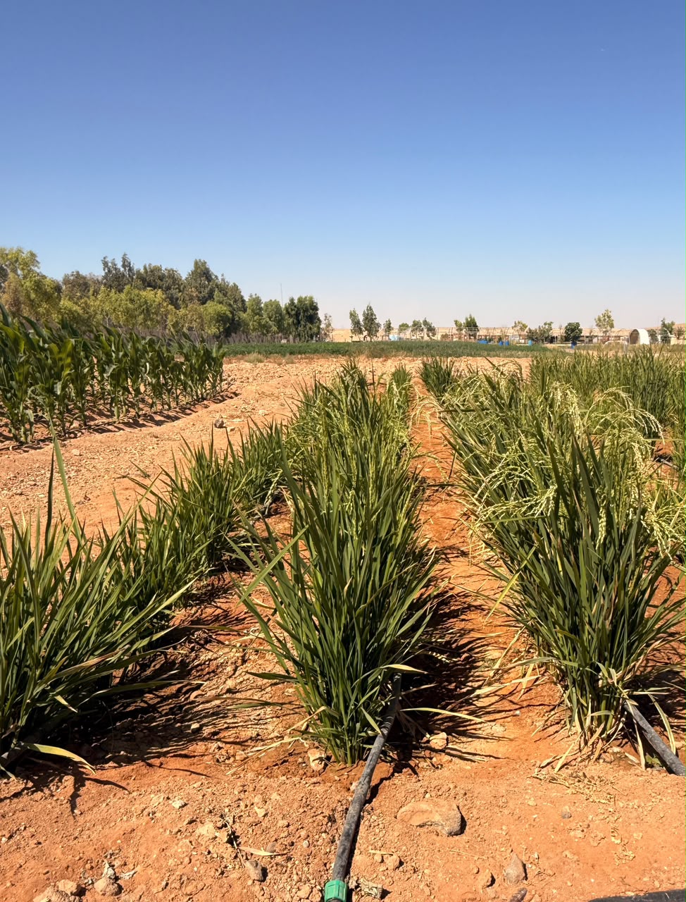 Rice trial plot, with the corn follow-up visible in the background