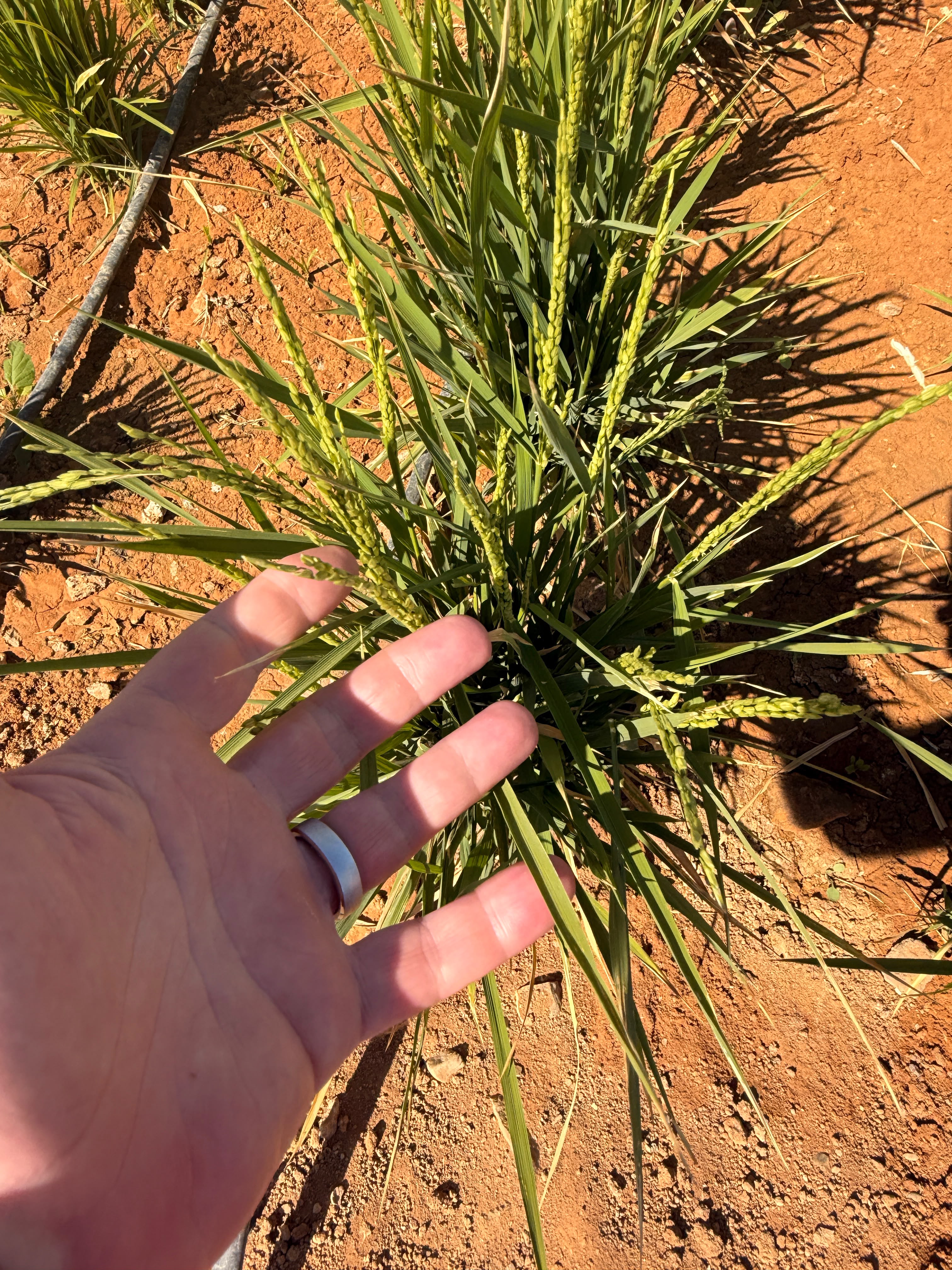 Inspecting panicle development
