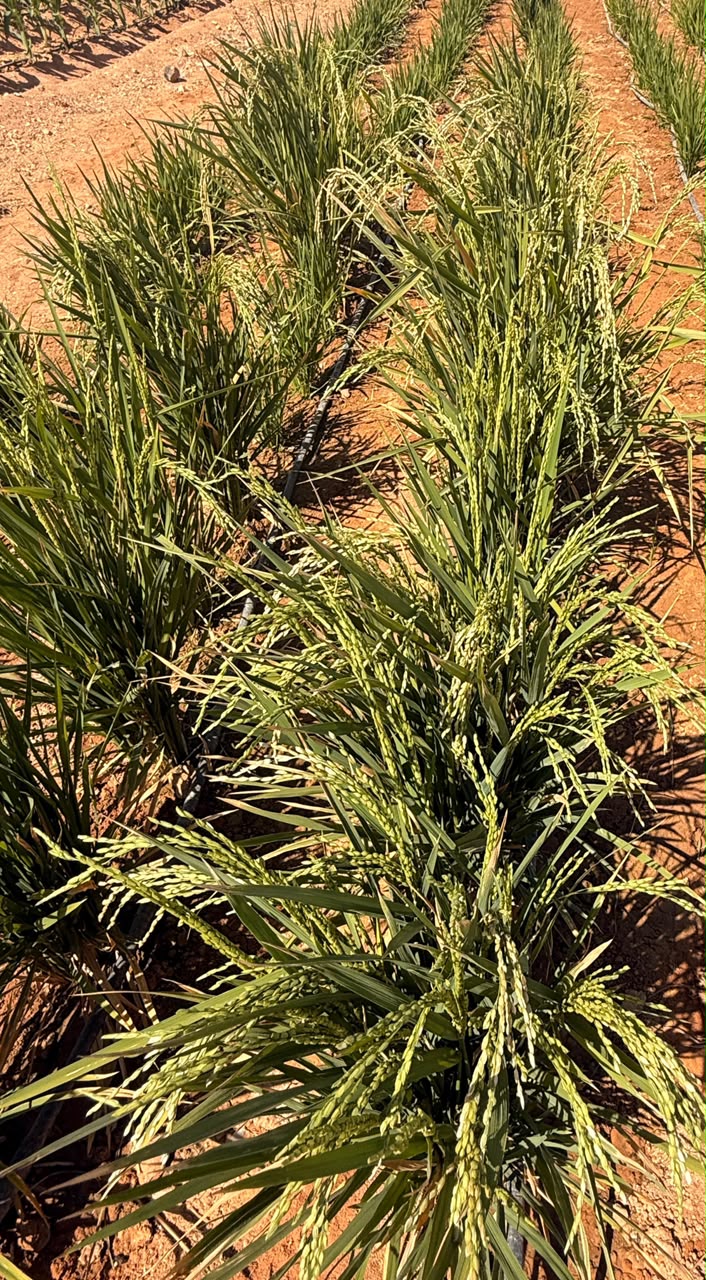 Close-up: developing rice panicles