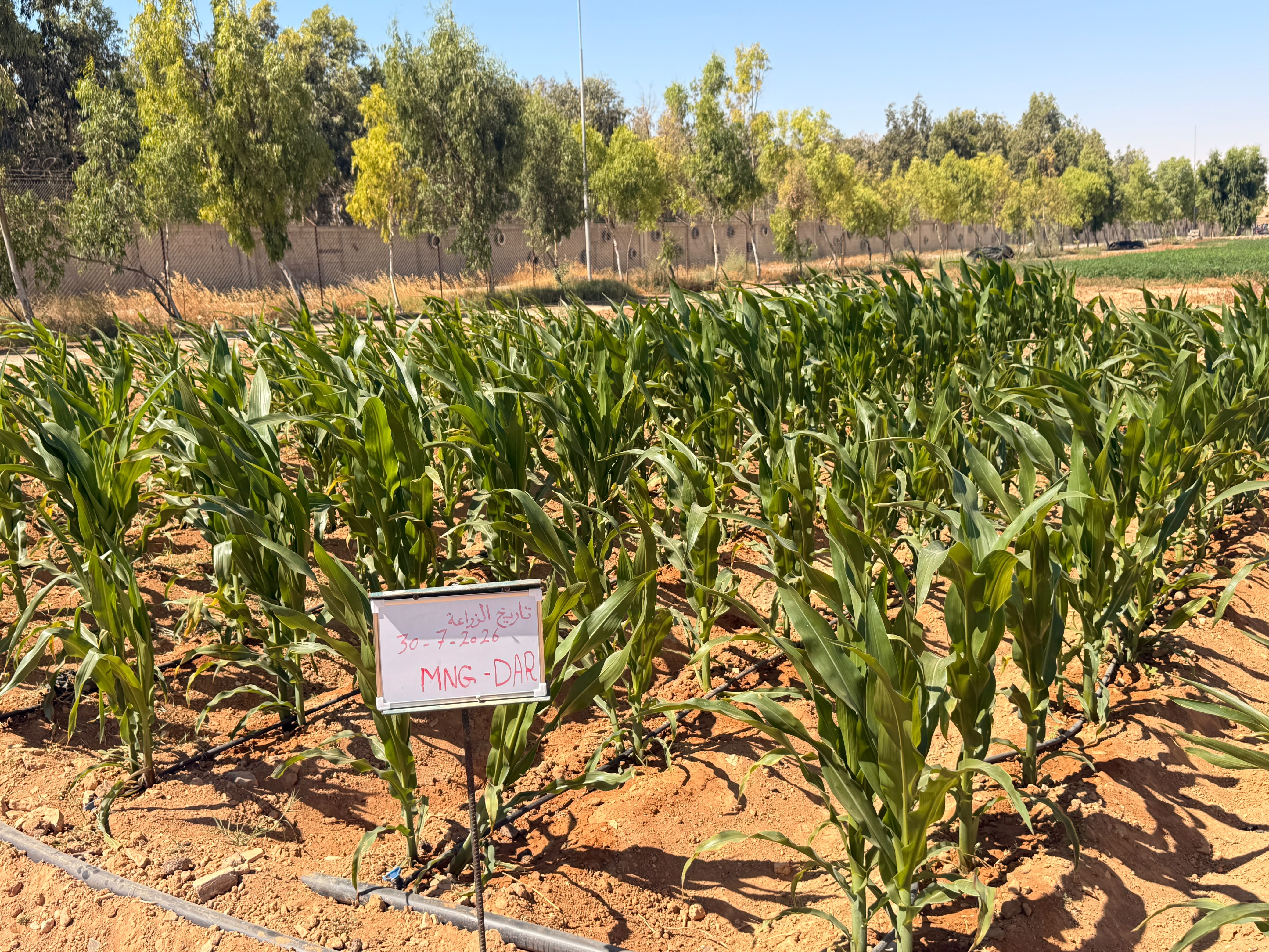 Trial sign — date of planting 30-7-2026, MNG-DAR