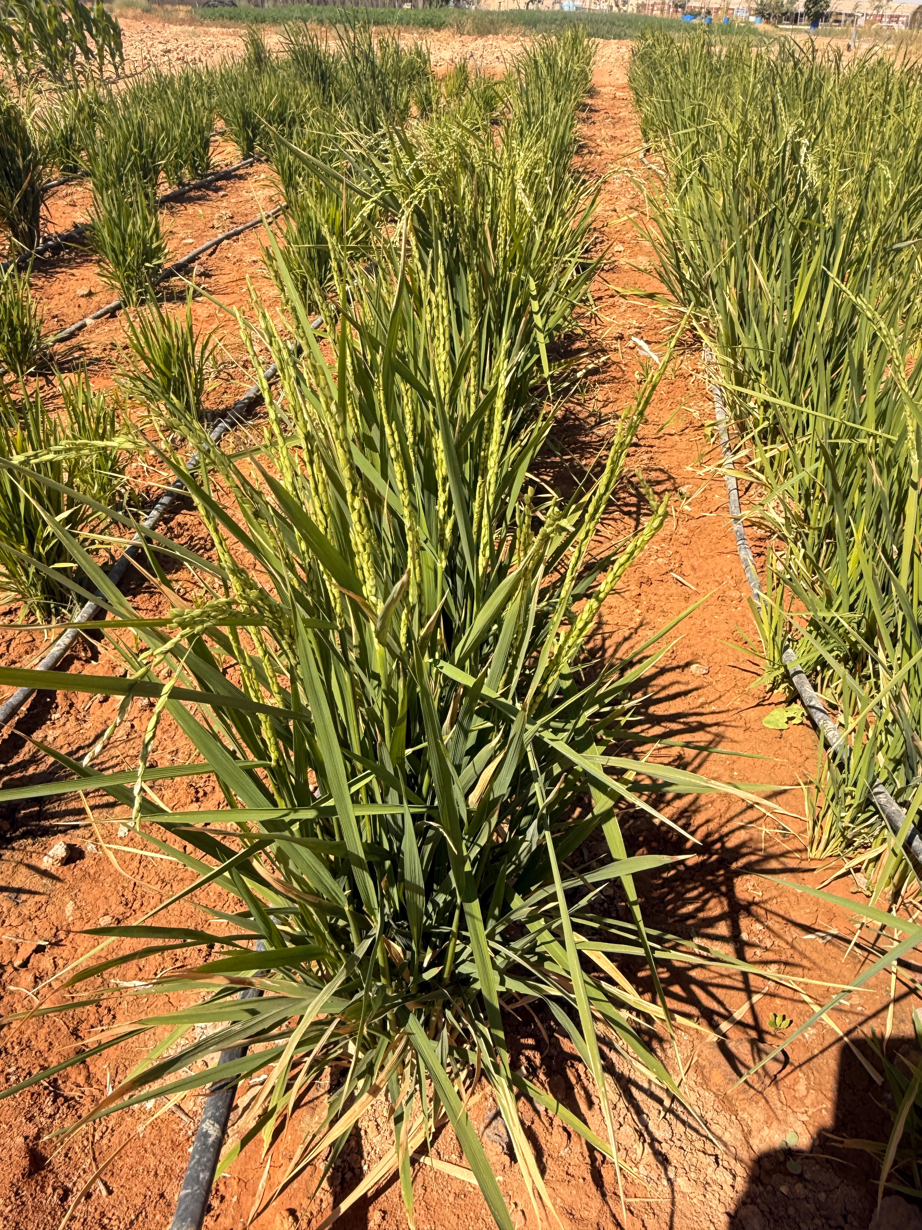 Single rice plant with developing grain heads