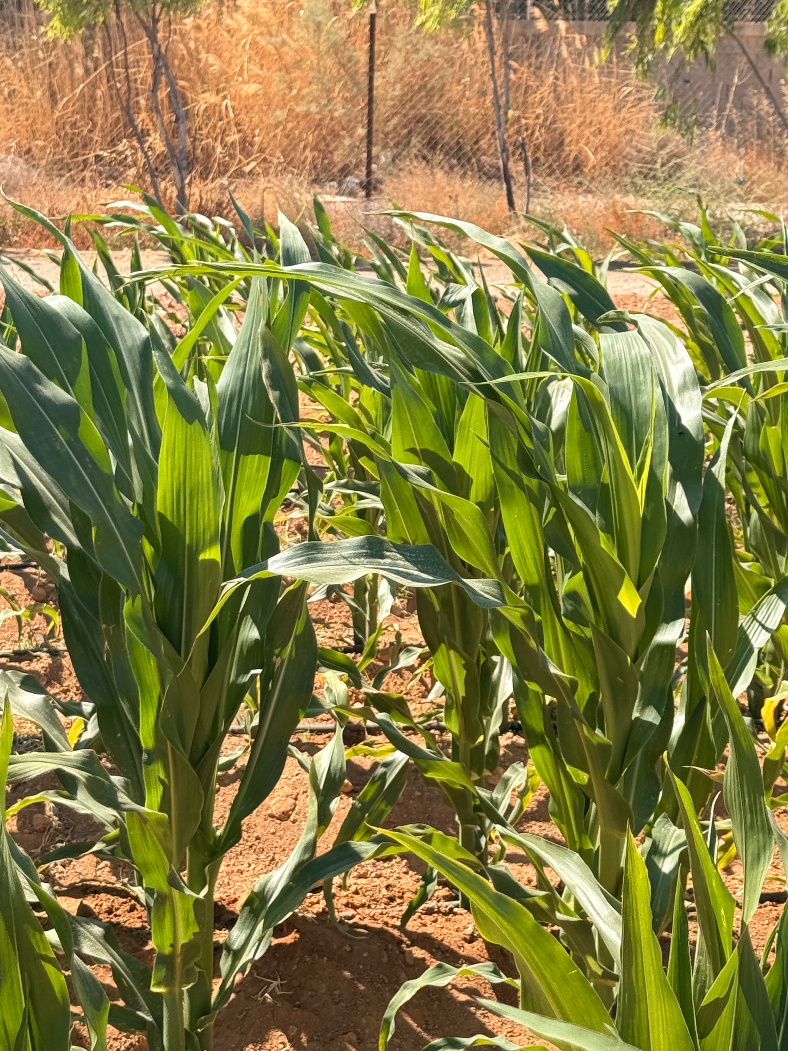 Healthy corn stand, low-angle view