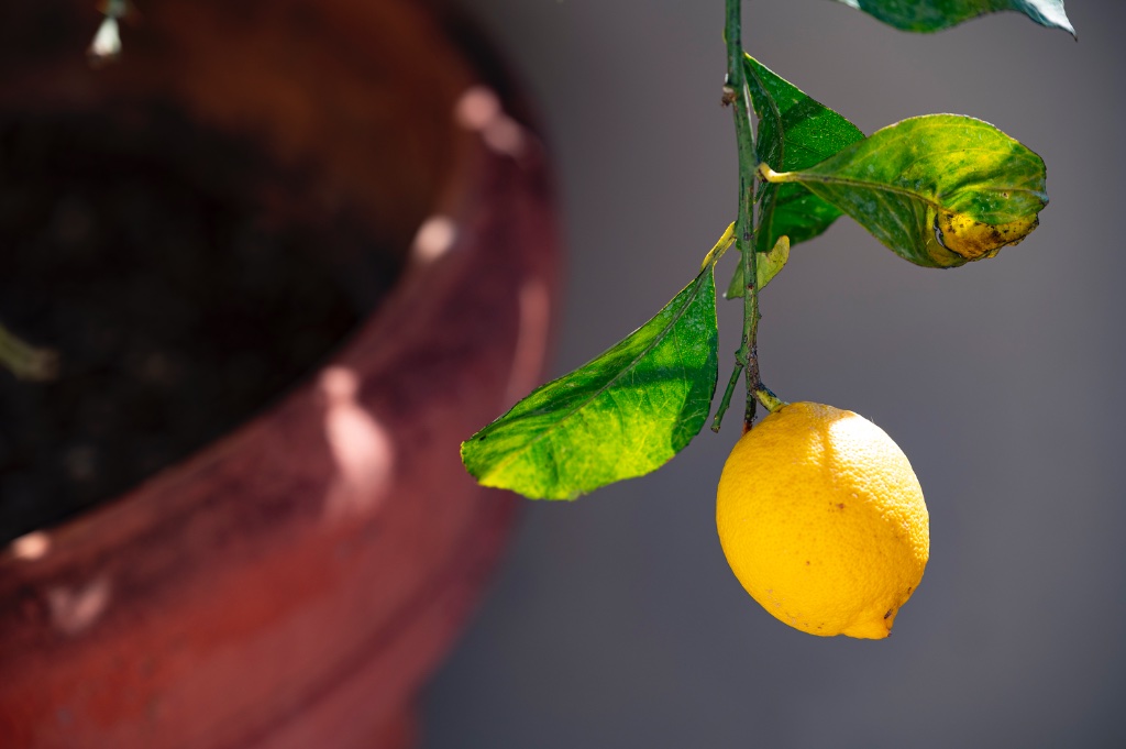Lemon