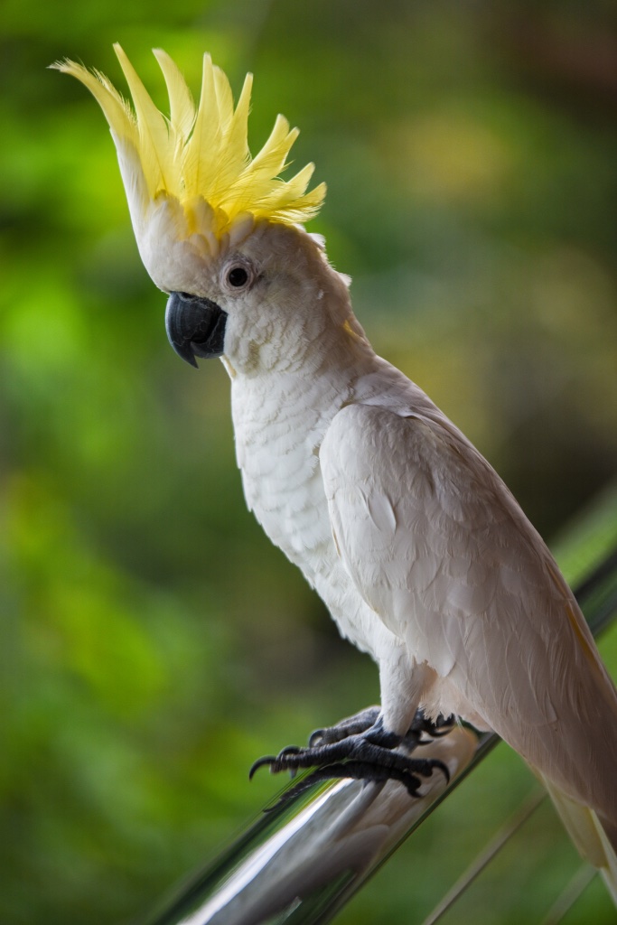 Cockatoo