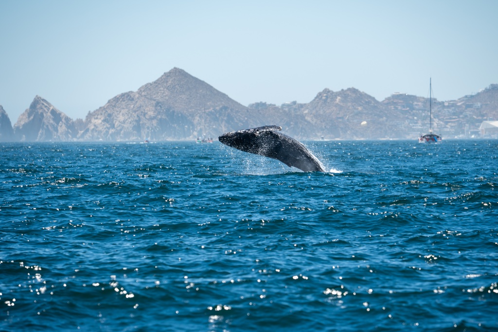 Whale Breach
