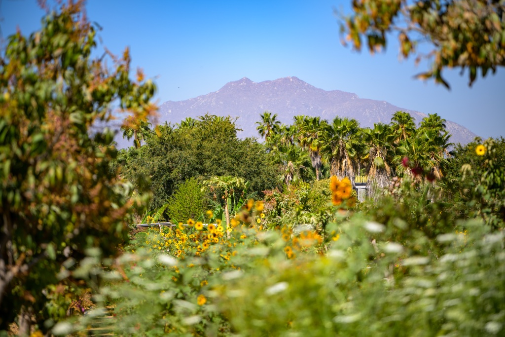 Garden Scenics