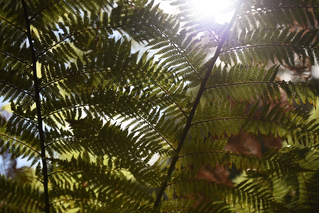 Fern Canopy