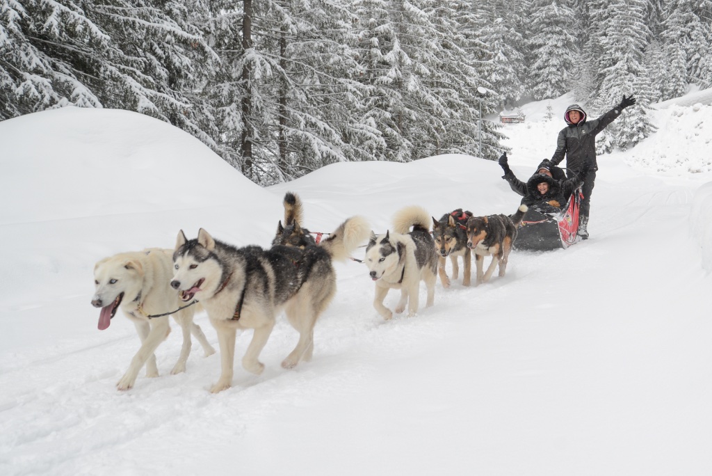 Dog Sledding Adventure