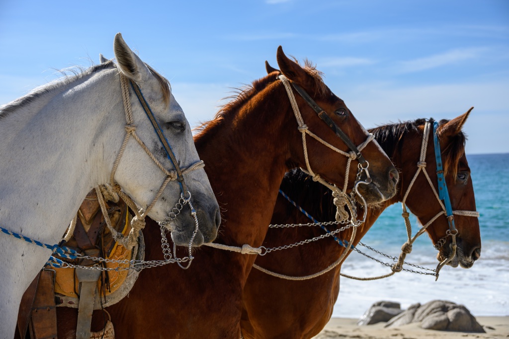 Beach Horses