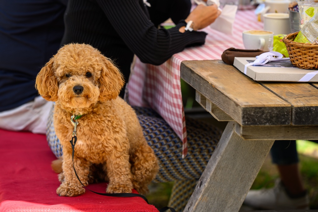 Swiss Poodle