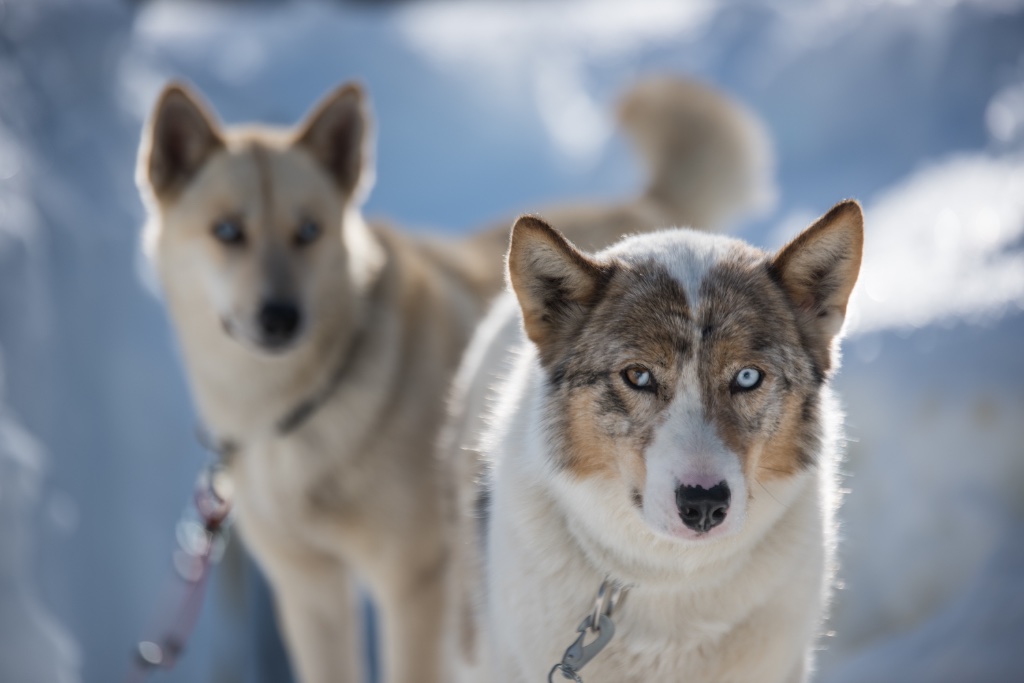 Sled Dogs Portrait