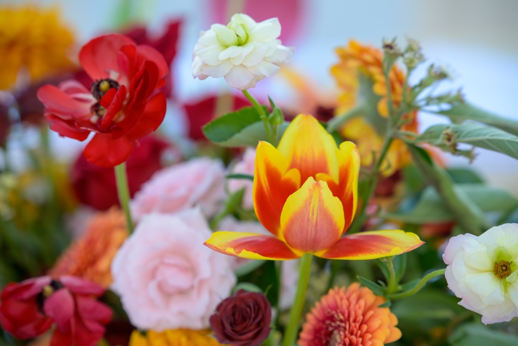 Colorful Flowers