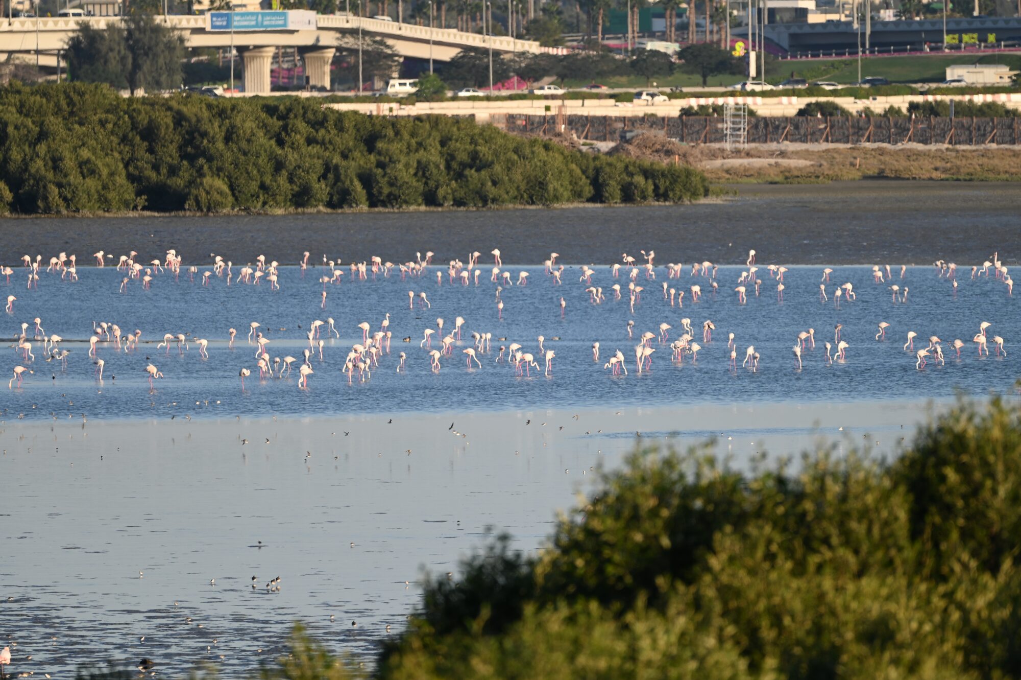 Habitat Restoration Project in Ras al Khor Wildlife Sanctuary