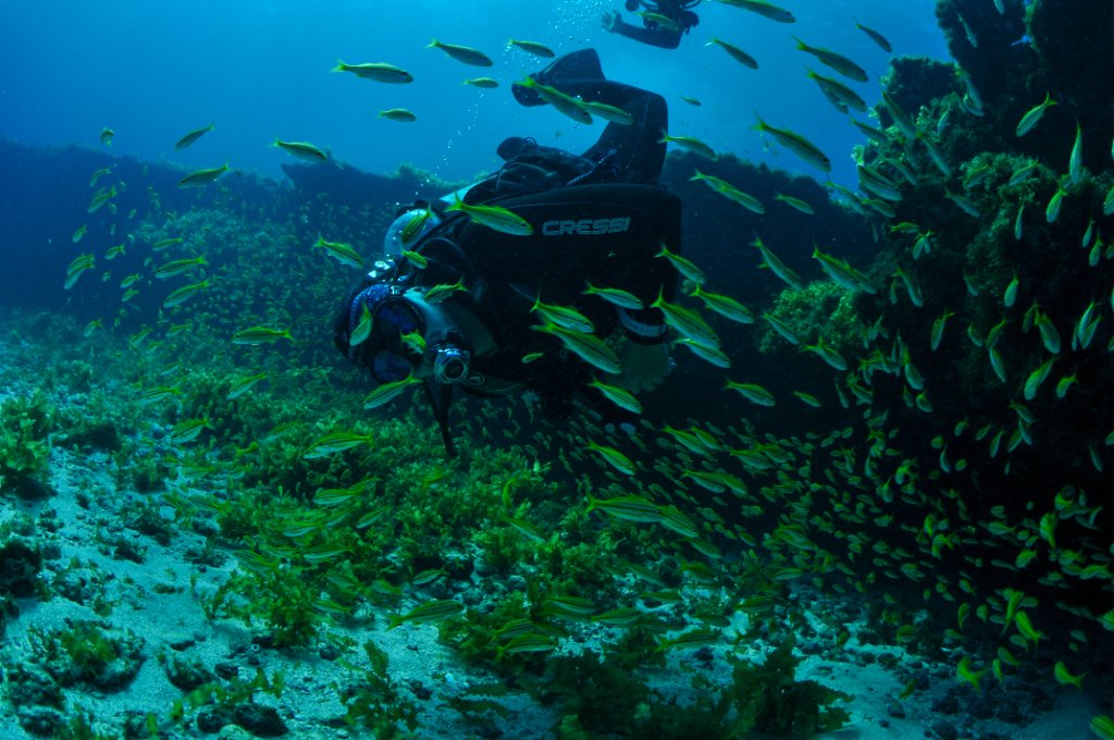 Cardumes durante operação de mergulho Walvee Dives