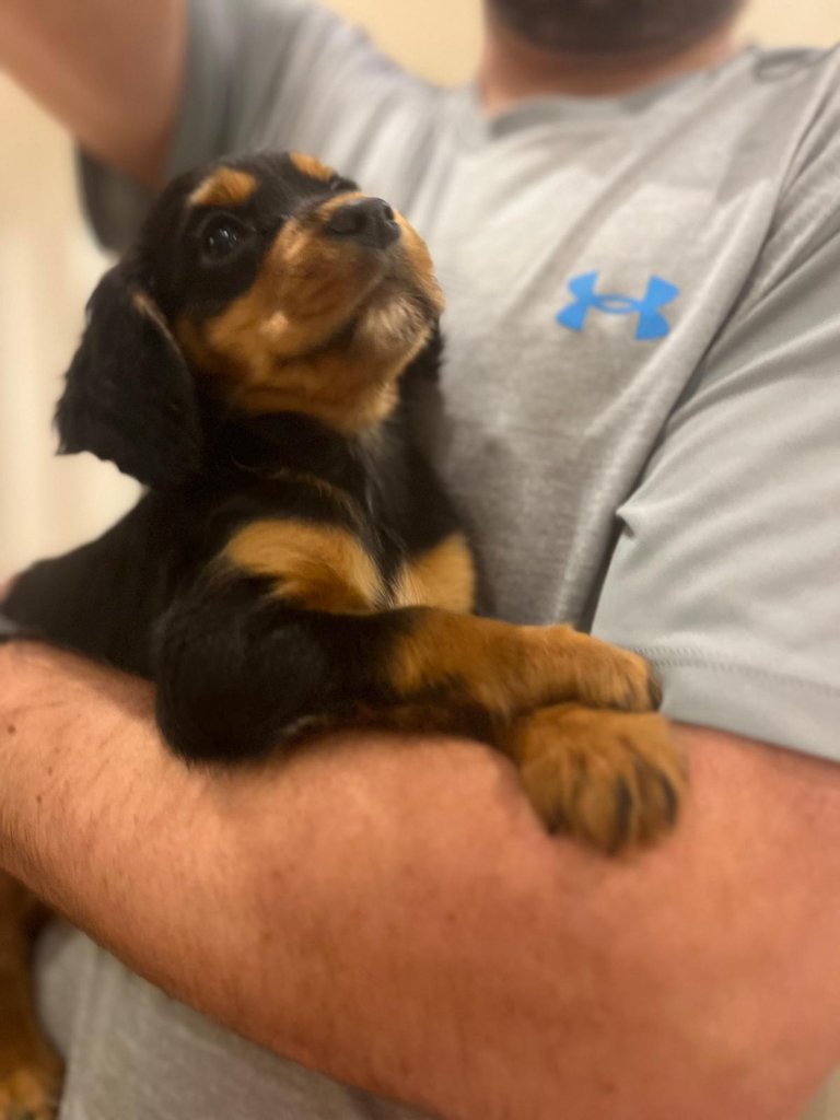 Puppy 15