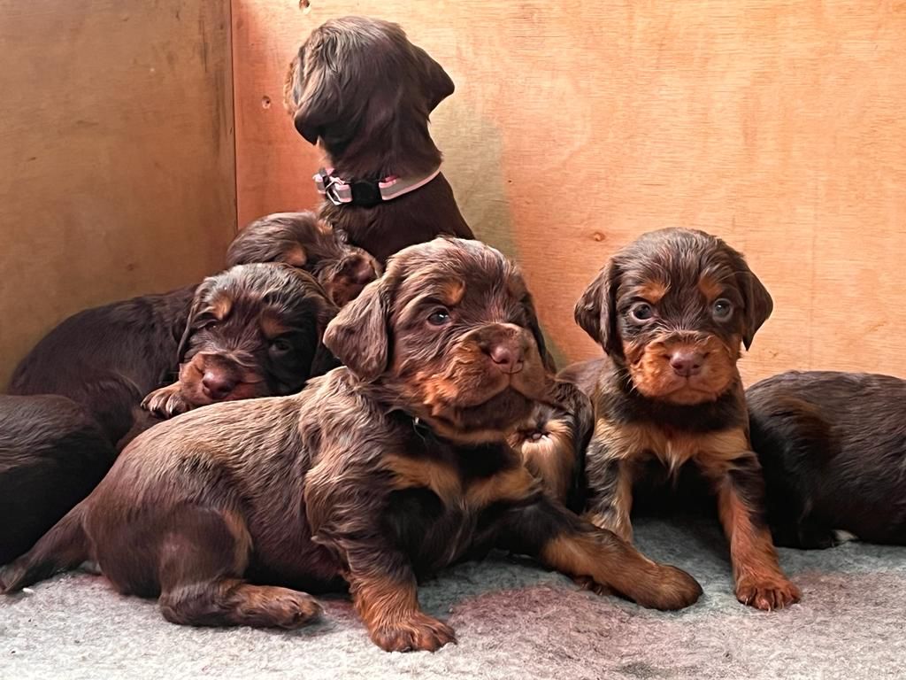 Puppy 42