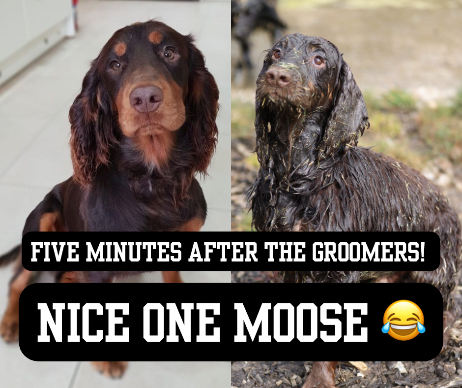 Moose 2