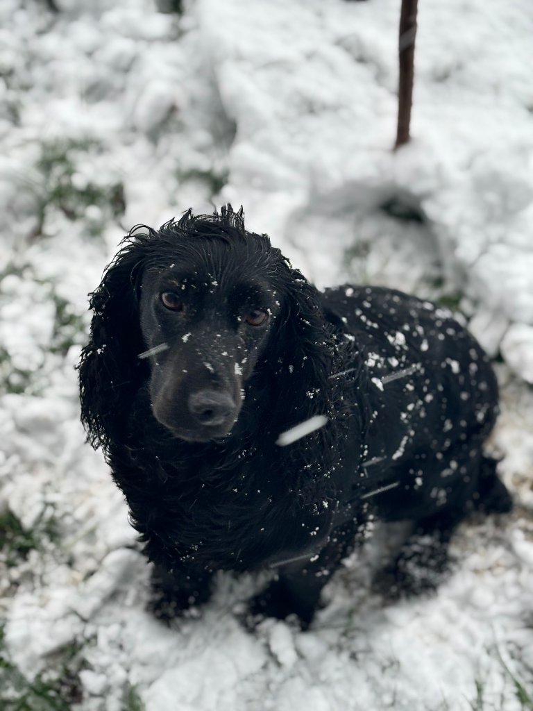 Coco