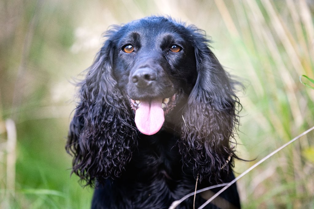 Coco