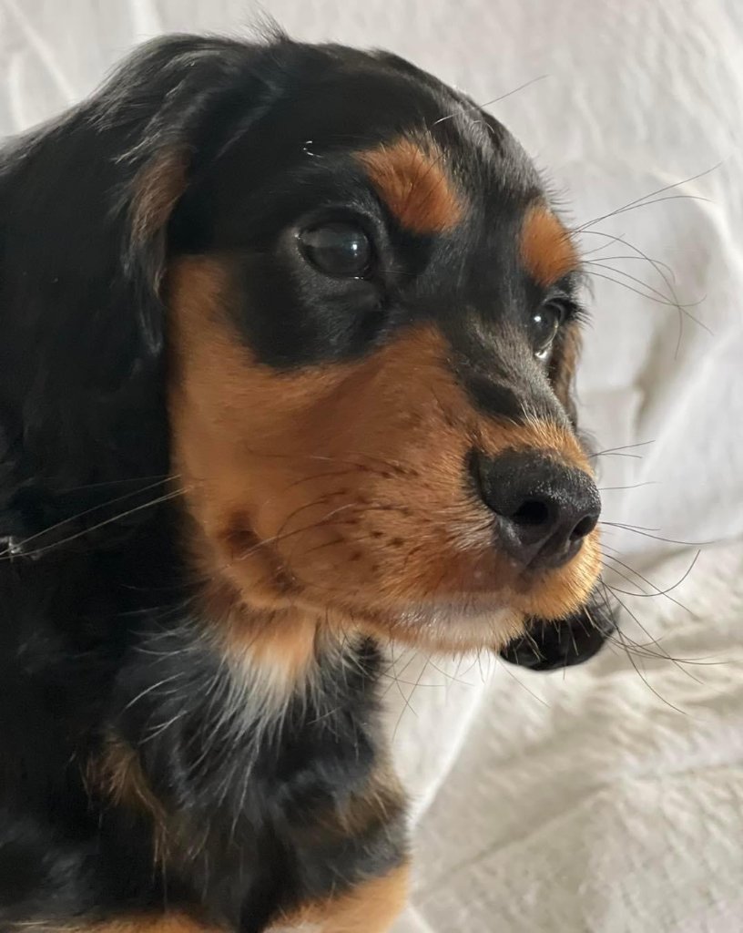 Rocky 21