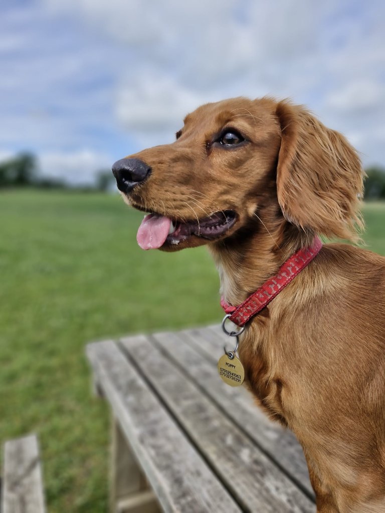 Poppy