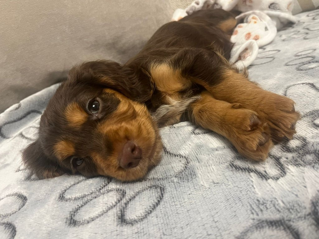Puppy 19
