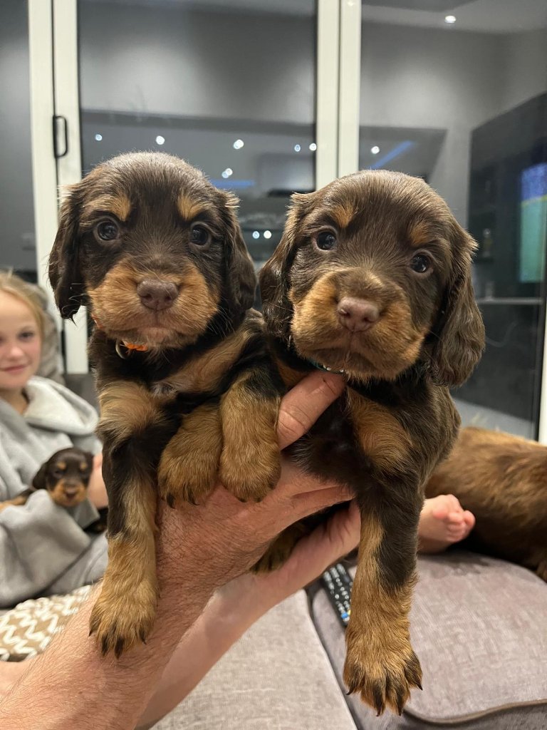 Puppy 3