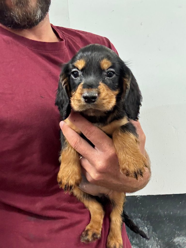 Puppy 10