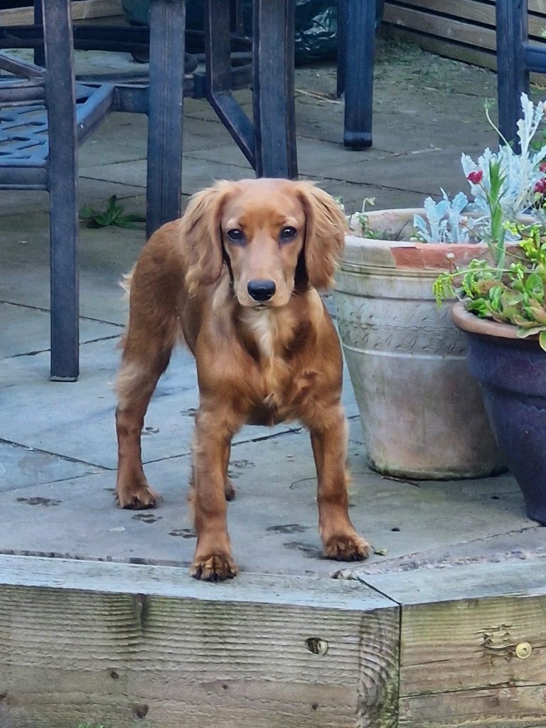 Poppy