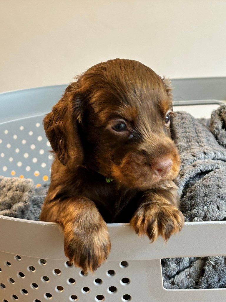 Puppy 32