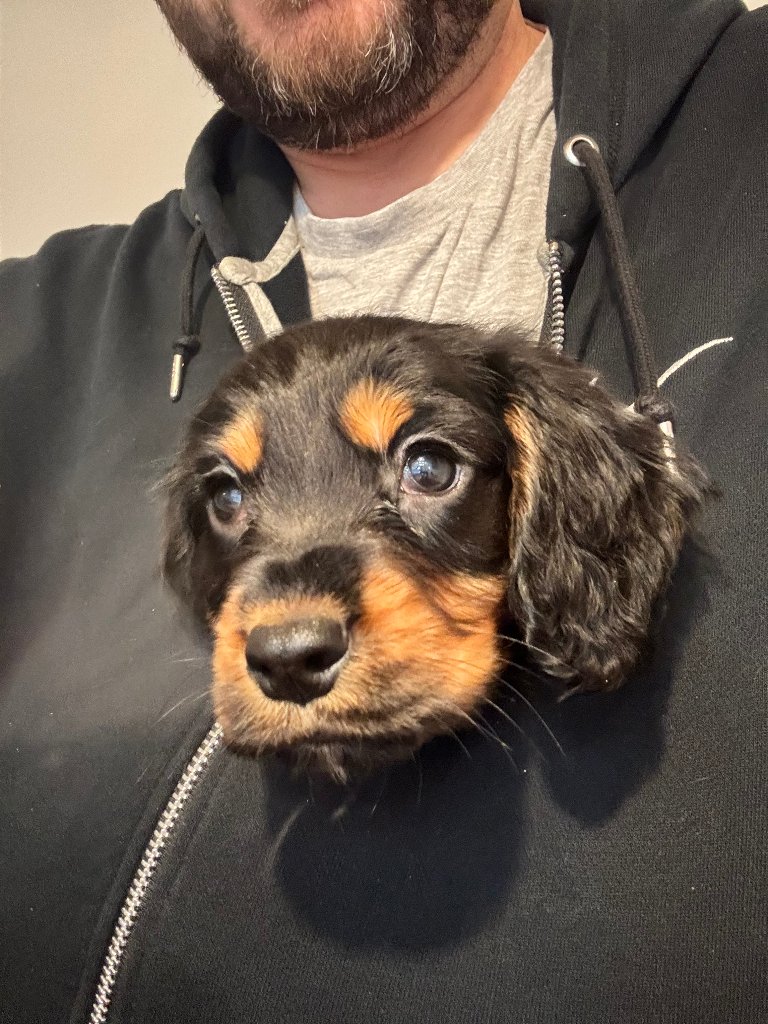 Puppy 22