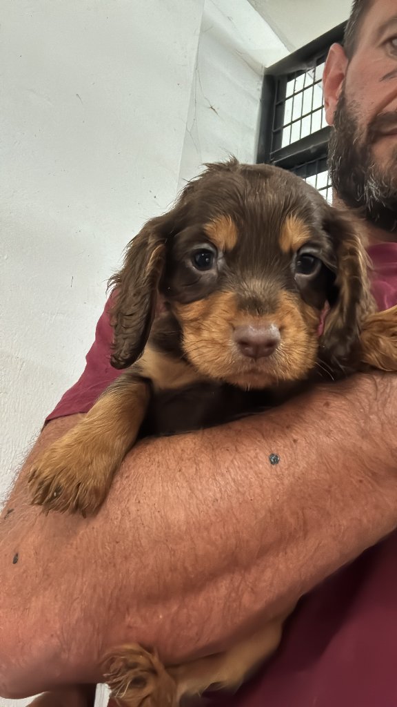 Puppy 9