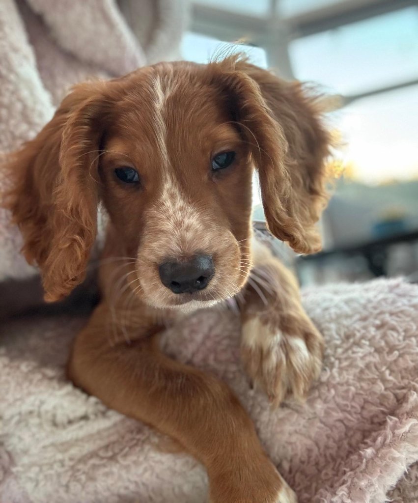 Puppy 39