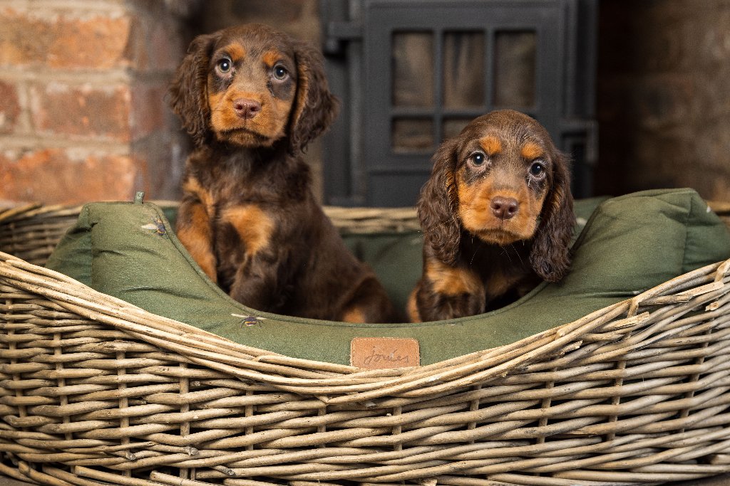 Summer and Winter 2026 Litters - contact us now for more info