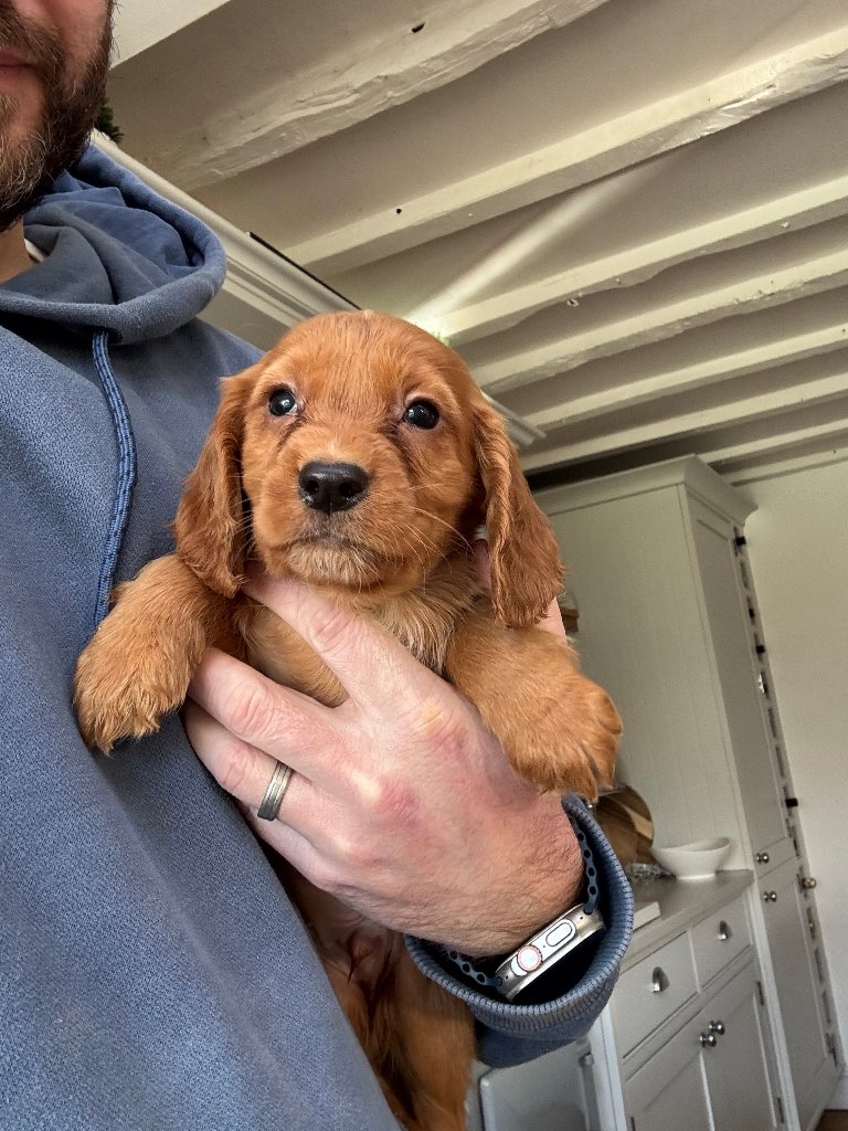 Puppy 17