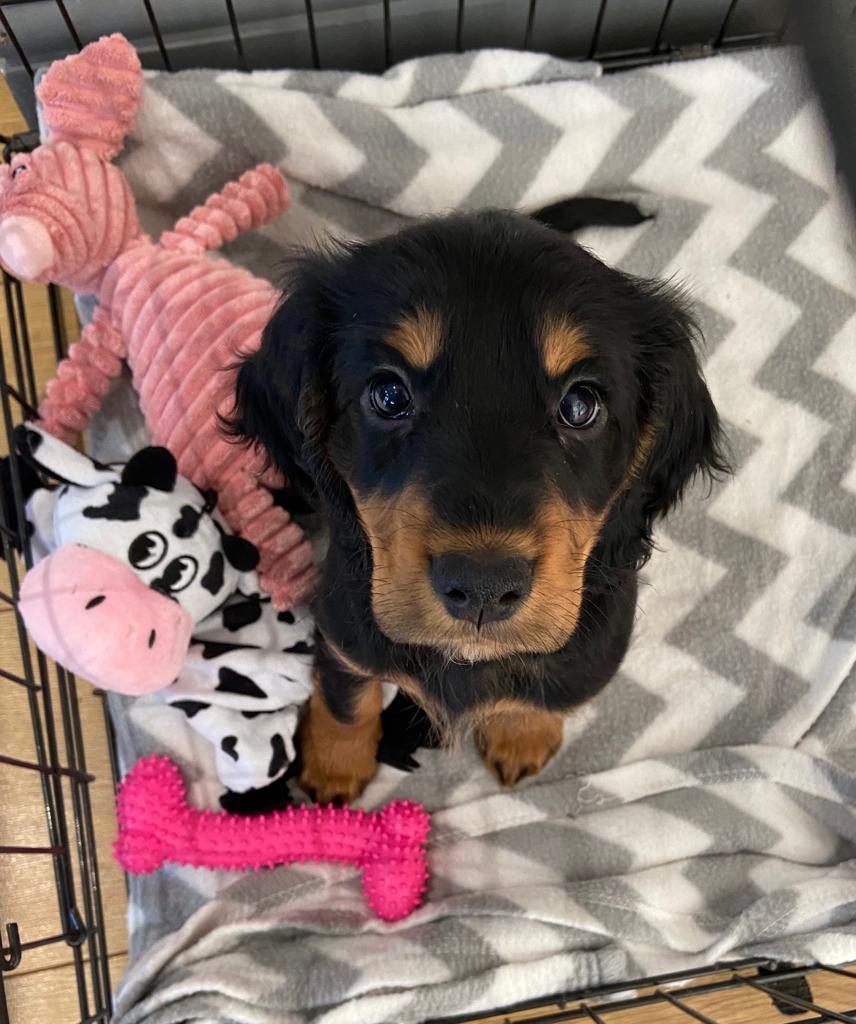 Puppy 50