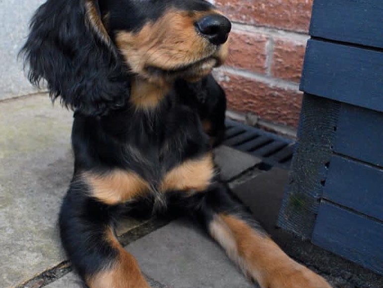 Puppy 45